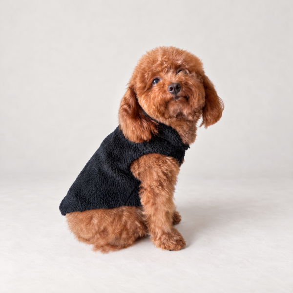 Teddy TIVOLI